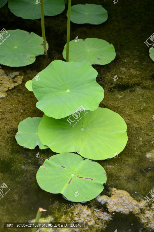 荷花,莲花,莲藕,,莲叶,花卉