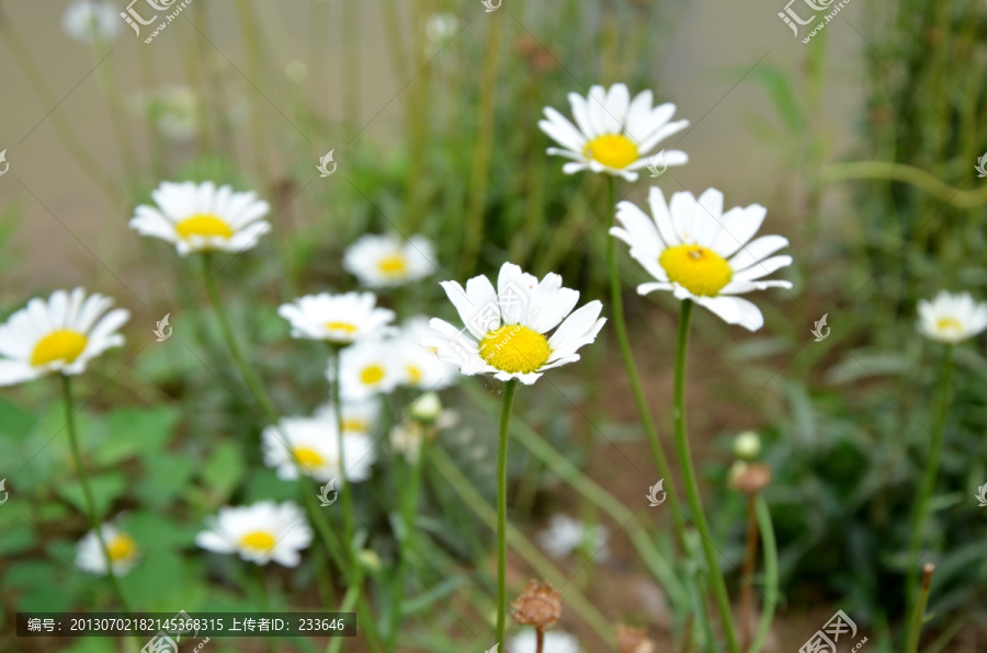 波斯菊,格桑菊,扫帚梅,秋英