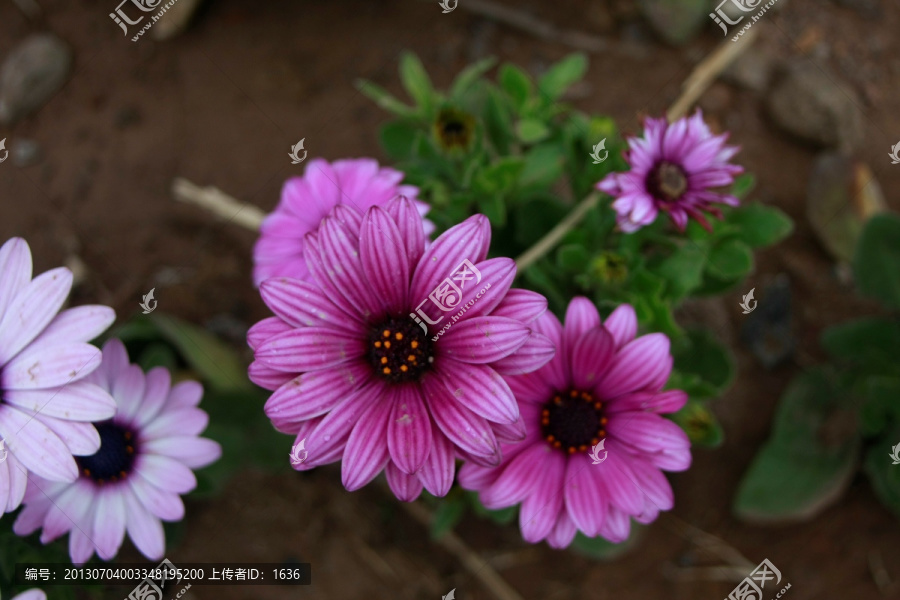 小野花,菊花