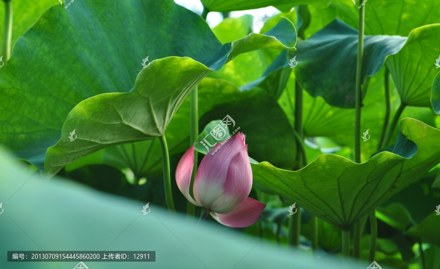 荷花,花苞,花蕾,含苞待放