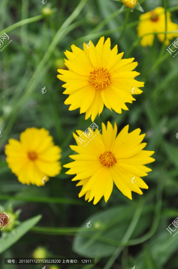 小黄花,皇帝菊,野菊花