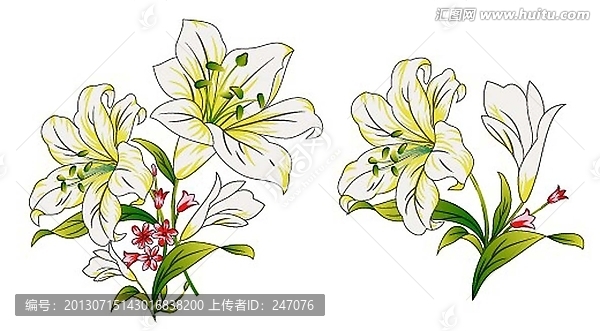 百合花