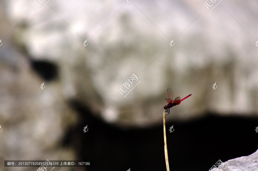 蜻蜓
