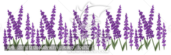 薰衣草