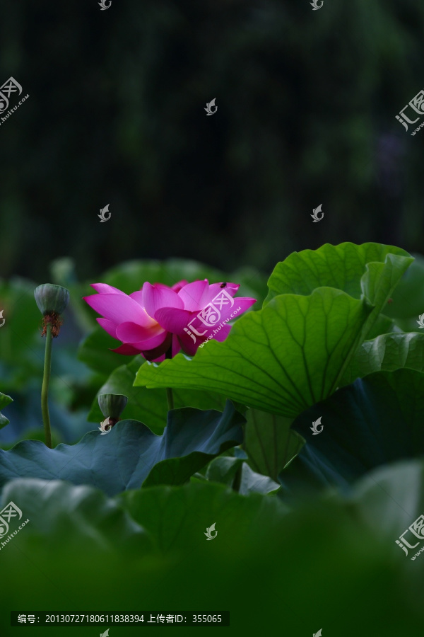 荷花图片素材下载,荷花,花草