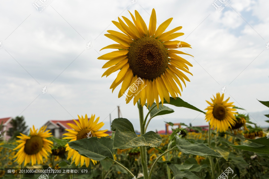 葵花