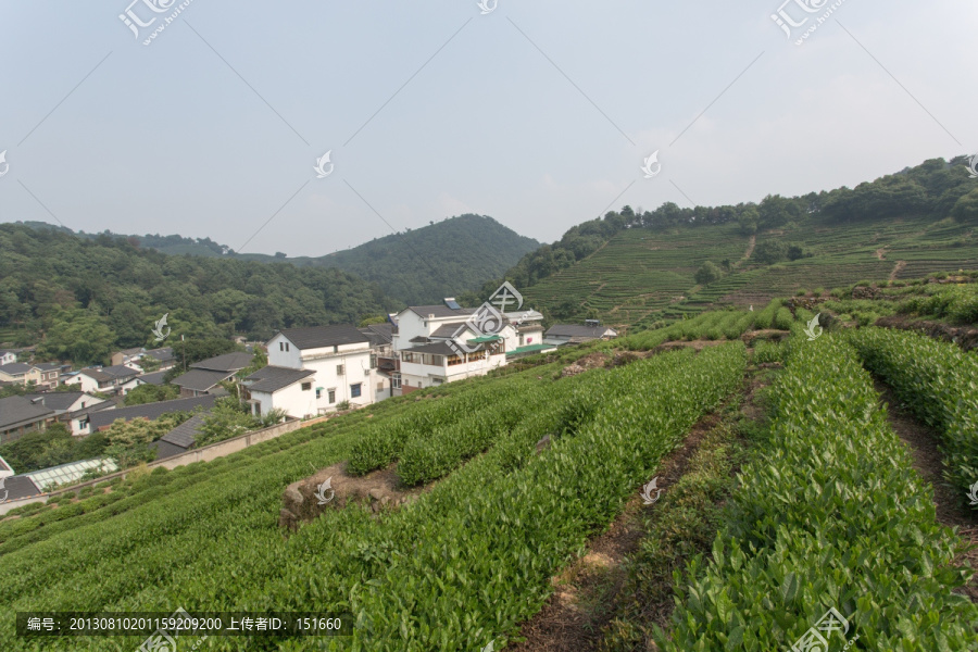 杭州龙井山茶叶园