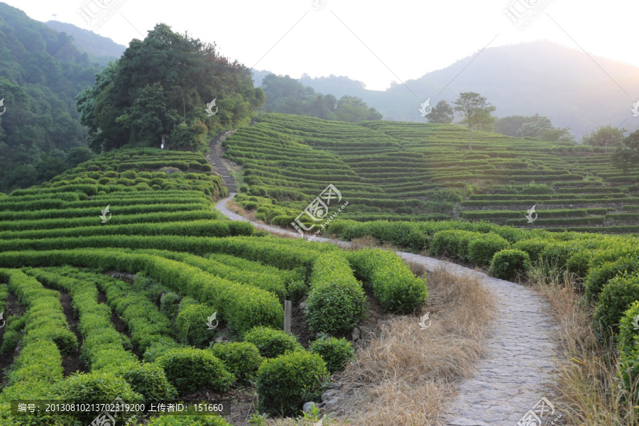 杭州龙井山狮峰茶园