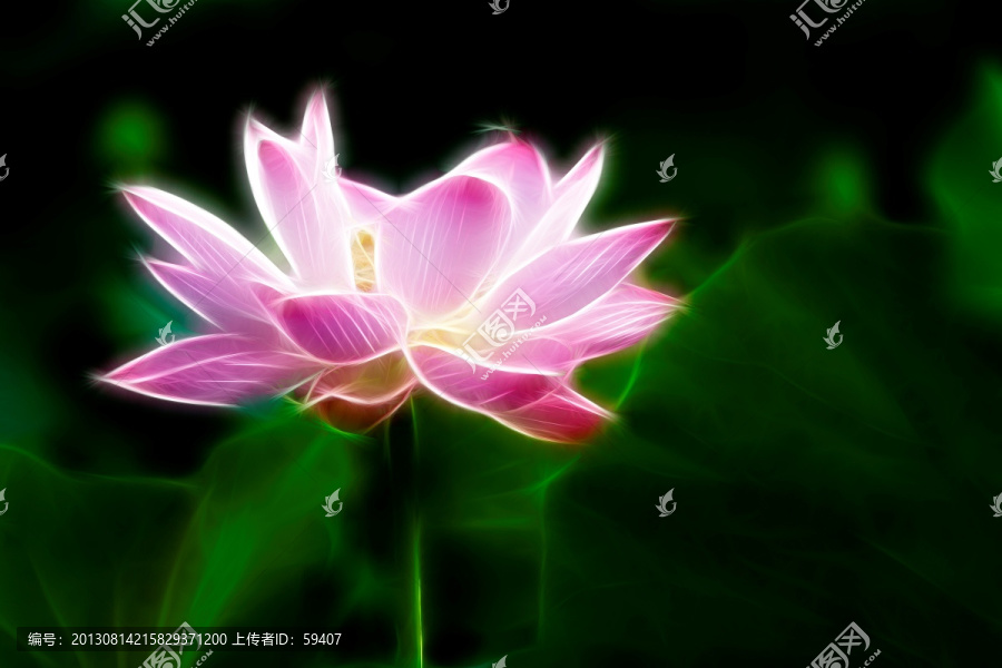荷花,無框畫