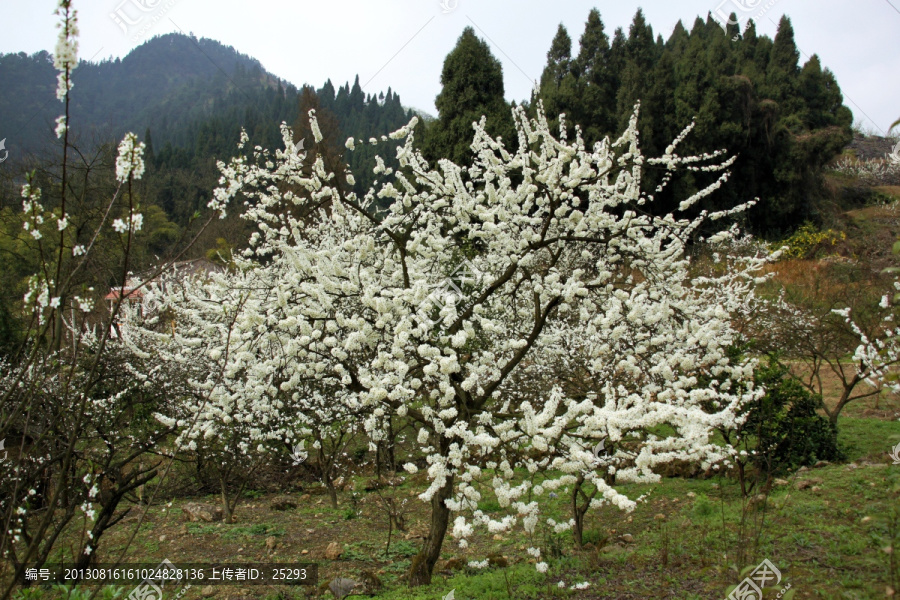 李花满树