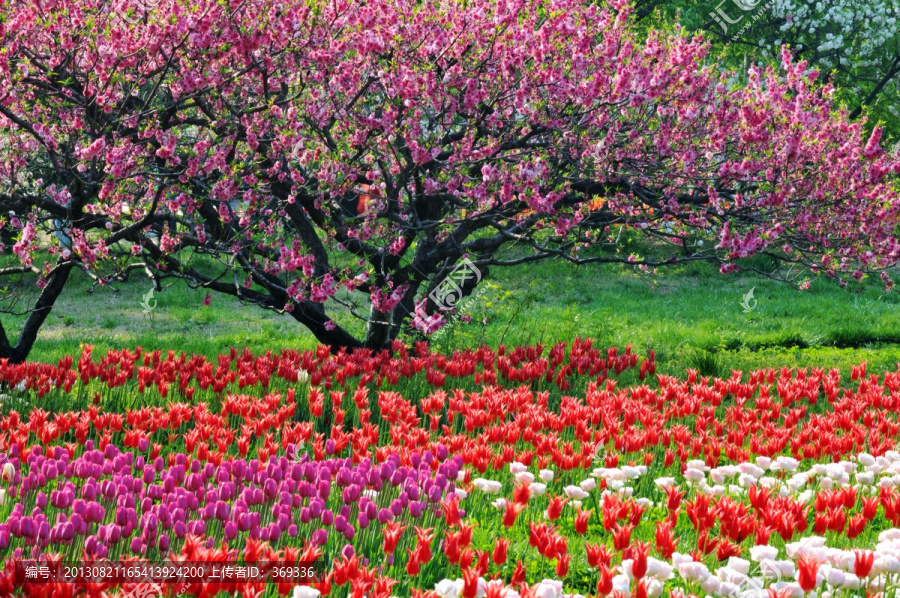 郁金香花海