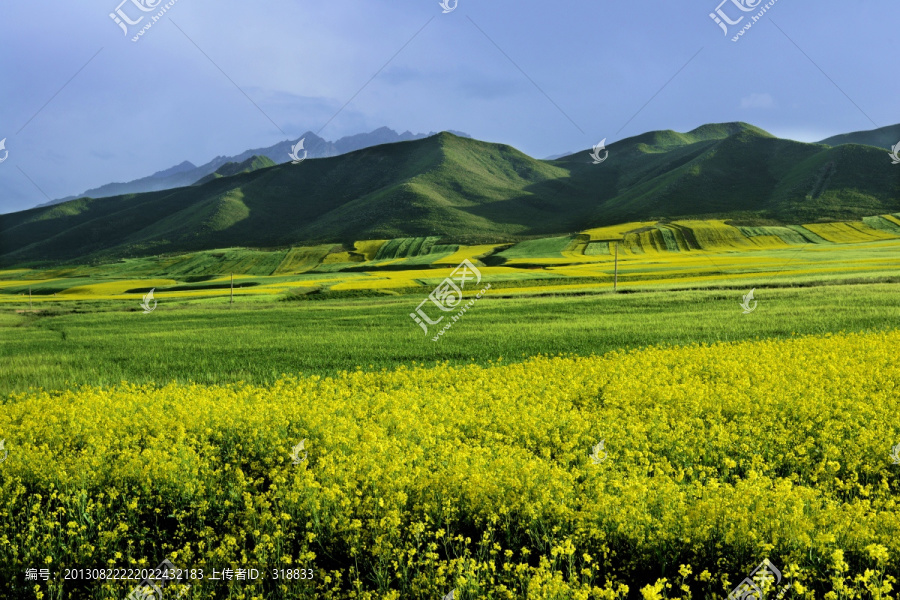 田园油菜花海（高像素）