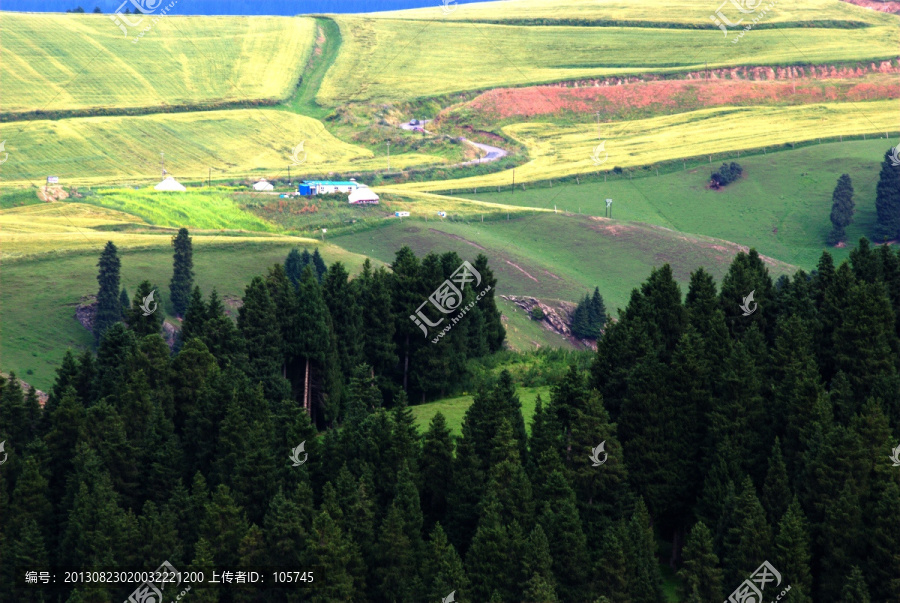 麥田