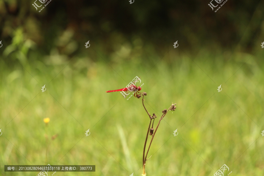 红蜻蜓