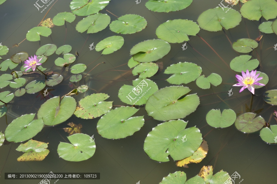 睡莲,子午莲,水芹花