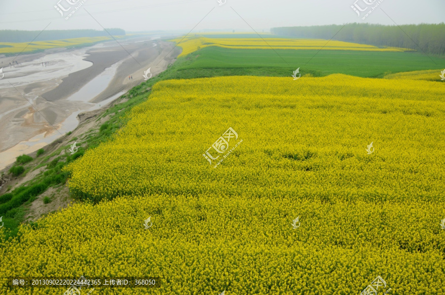 油菜花