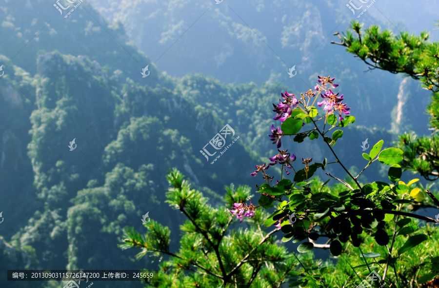 伏牛山风光