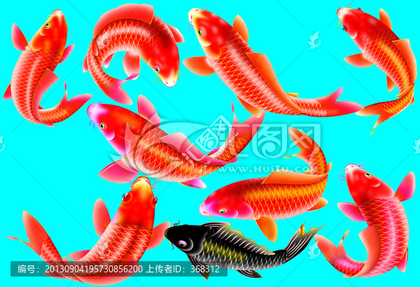 鯉魚