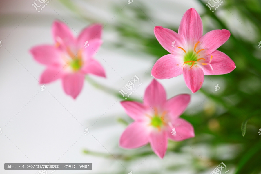 韭兰花,风雨兰,清新花卉