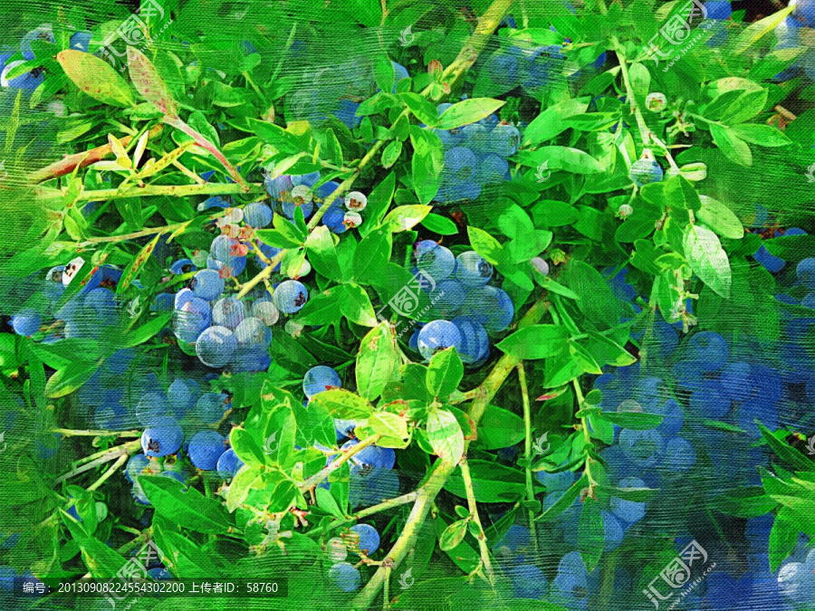 蓝莓,电脑油画