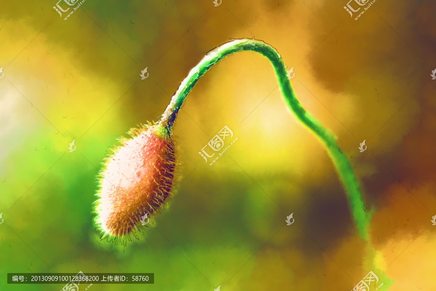 花蕾,電腦畫