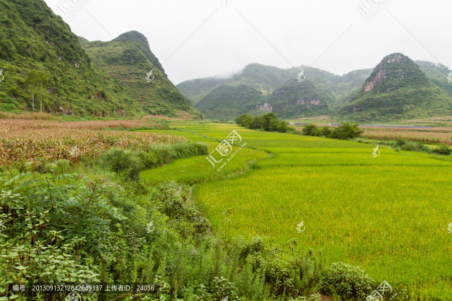 青山下的稻田