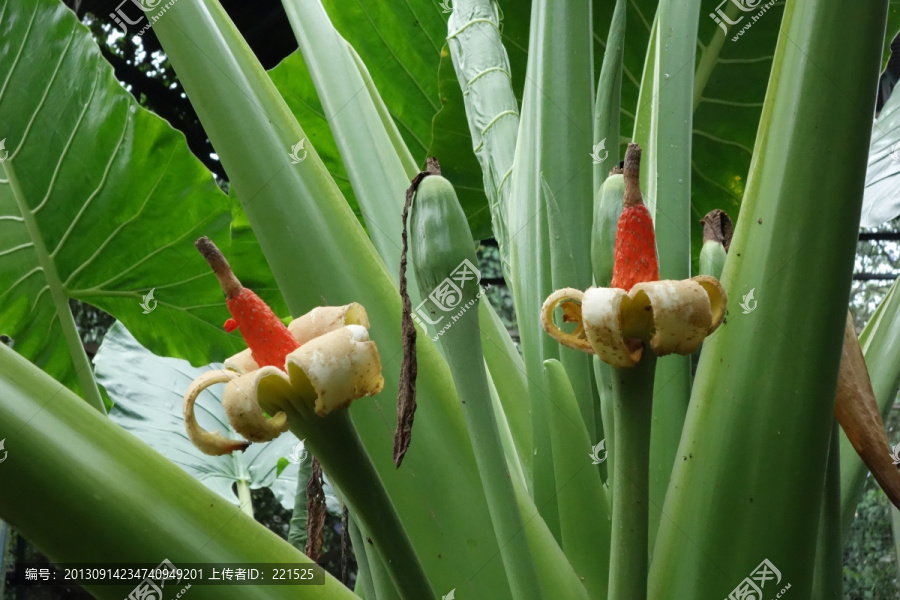 热带丛林和植物