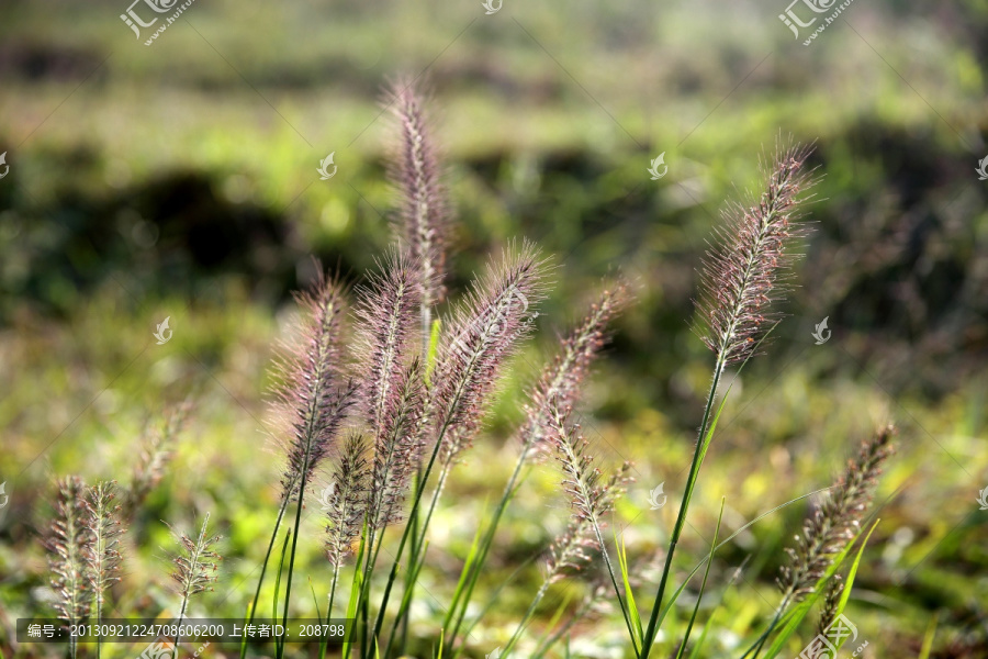 野草