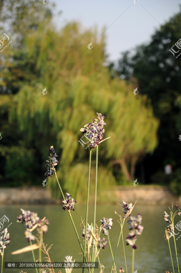 植物,花卉