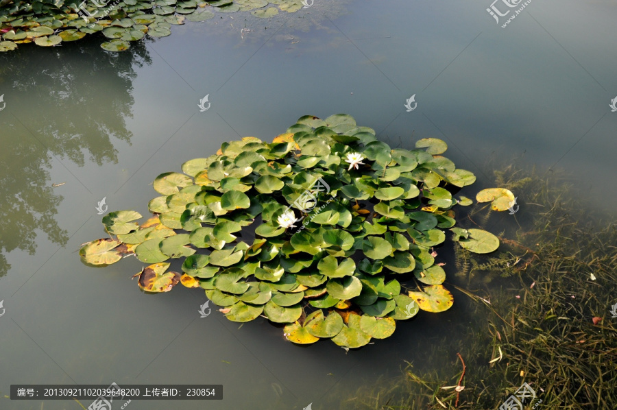 湖面浮萍