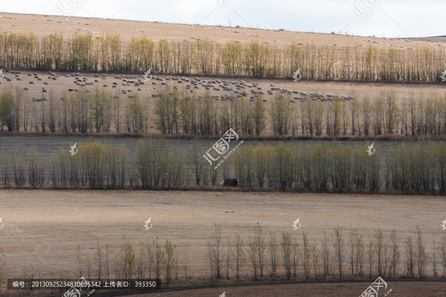 山坡上的线条,羊群,麦田