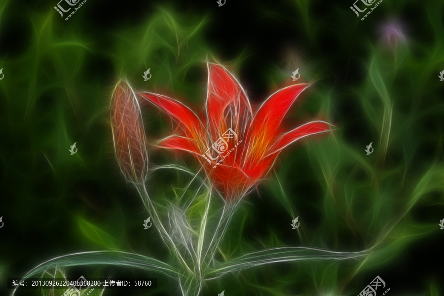 百合花,電腦抽象畫