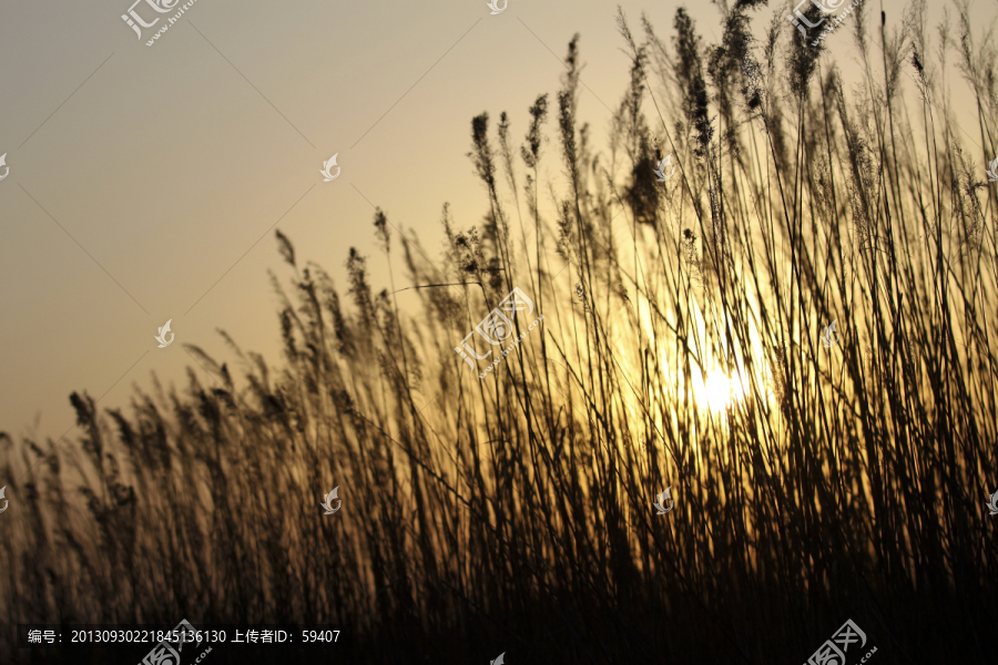 芦苇,金色芦苇,夕阳下的芦苇