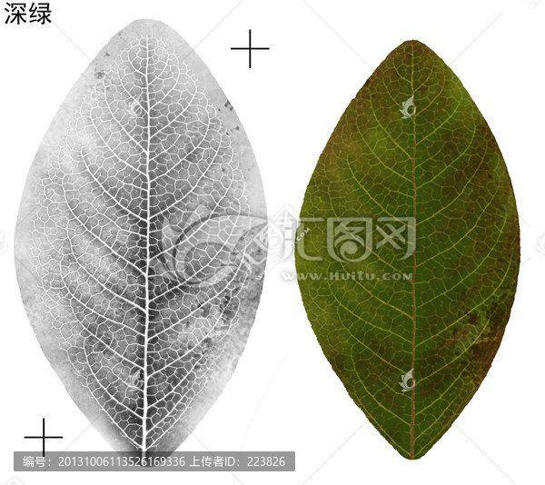 玉蘭葉分層