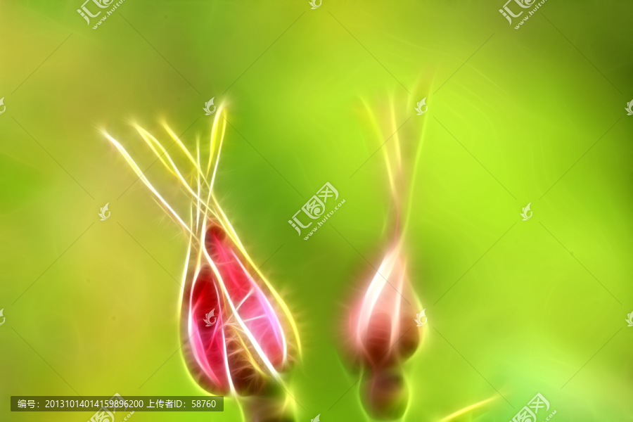 花蕾,電腦畫