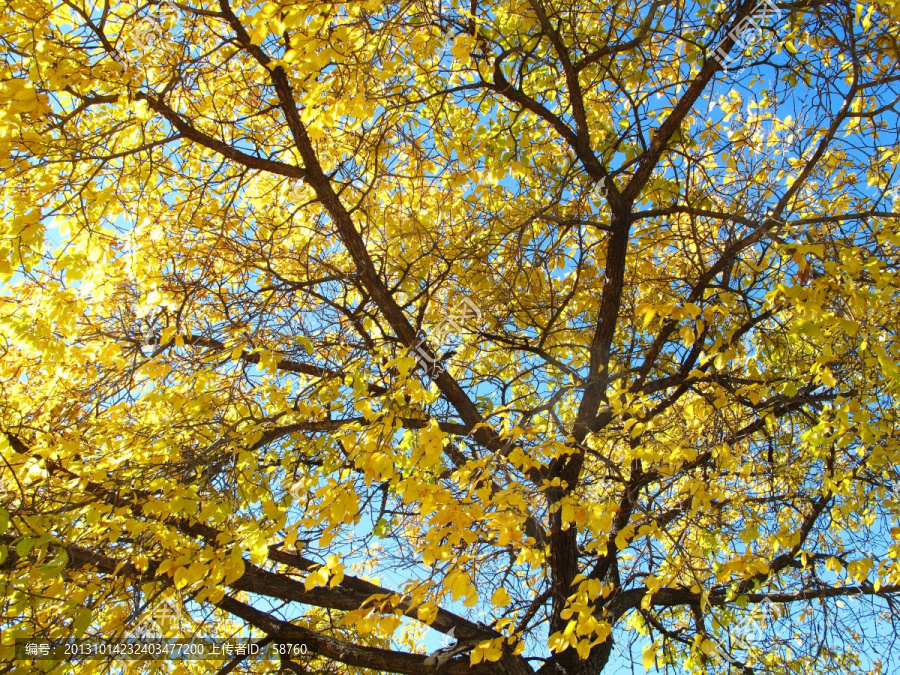 金色的树叶