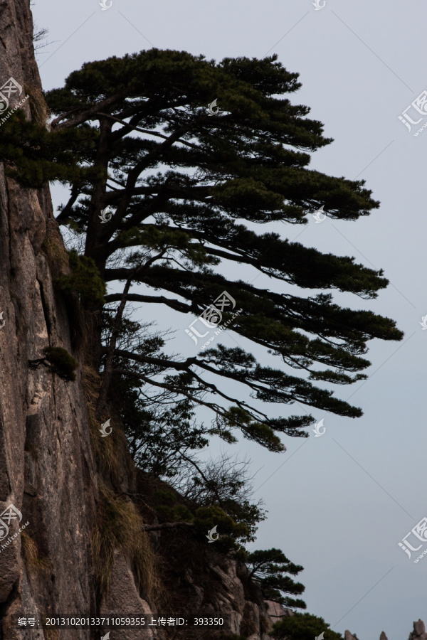 黄山松,竖片,竖构图,薄雾