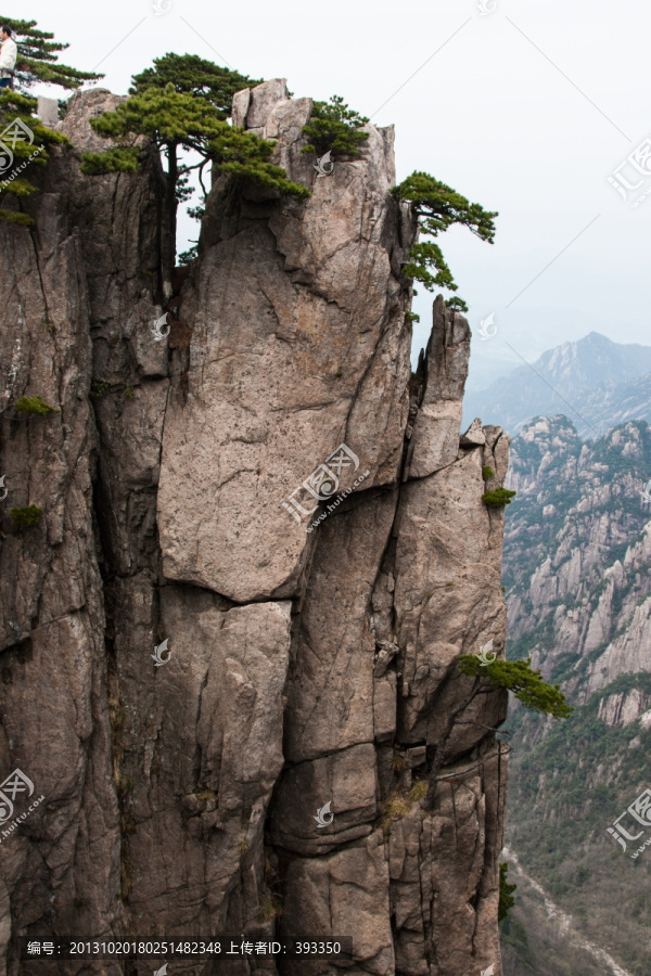 黄山松,竖片,竖构图,薄雾