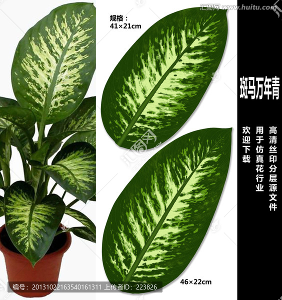 斑馬萬(wàn)年青