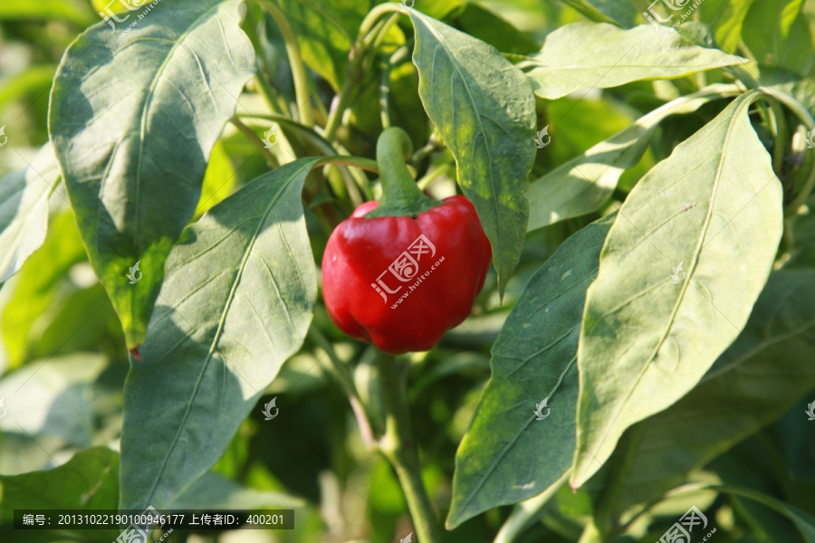 种植的红辣椒
