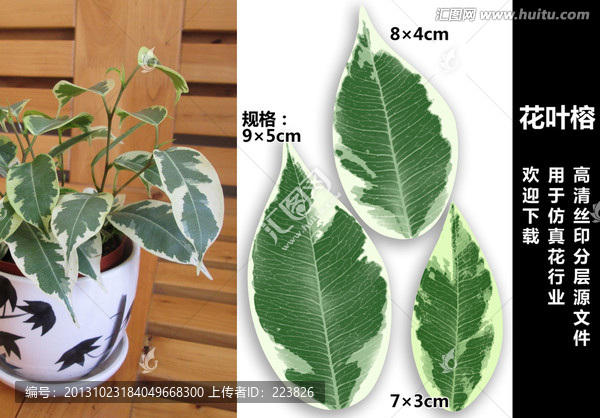 花葉榕