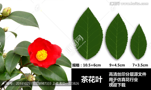 茶花