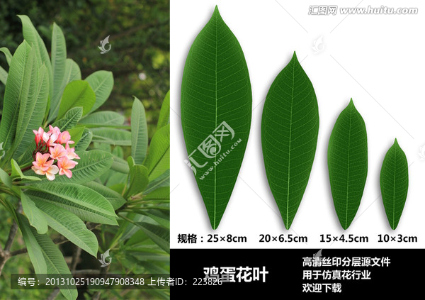 雞蛋花