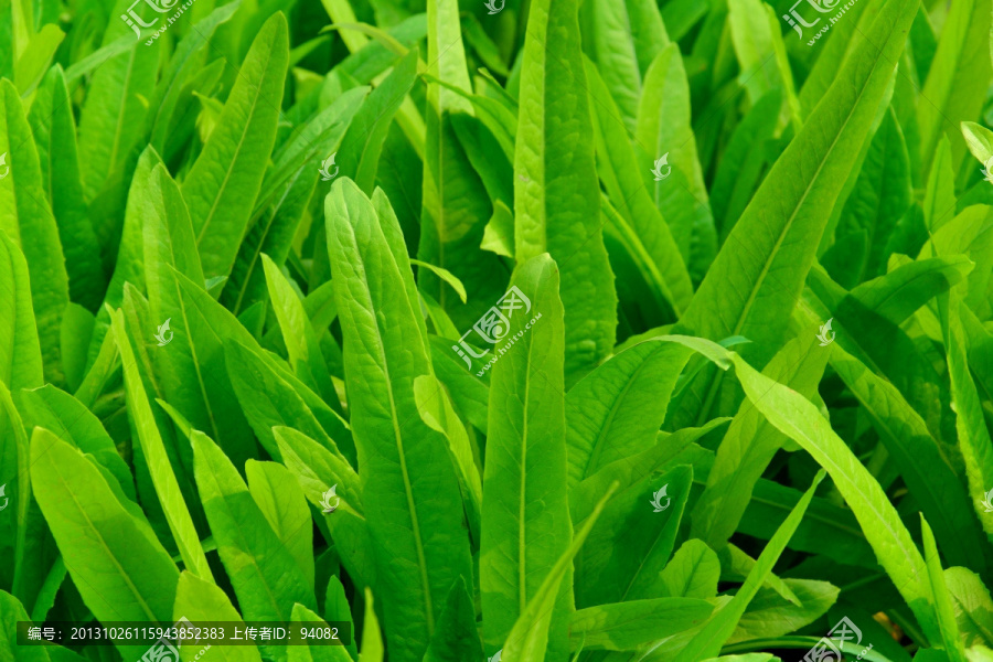 油麦,油麦菜