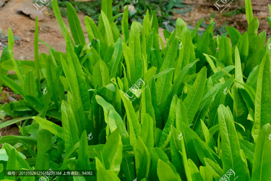 油麦,油麦菜