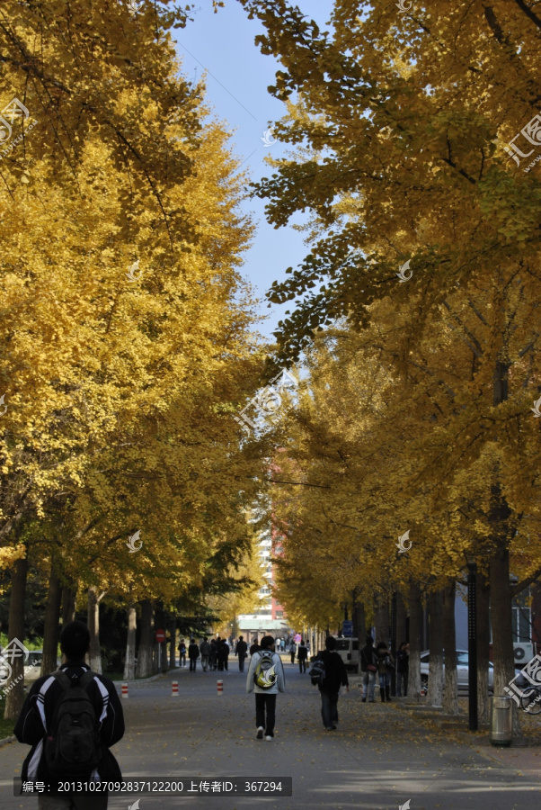 北京交通大学校园银杏树