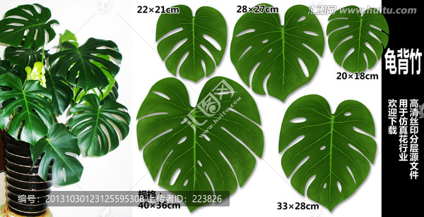 龜背竹