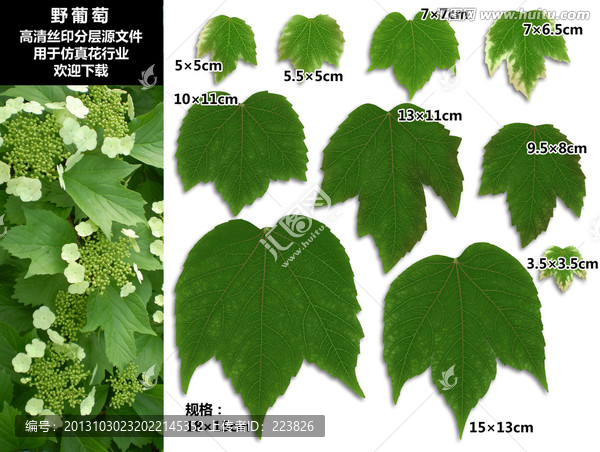 野葡萄