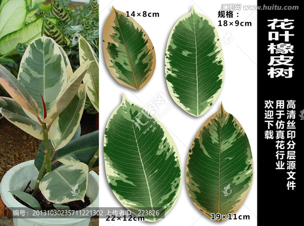 花葉橡皮樹