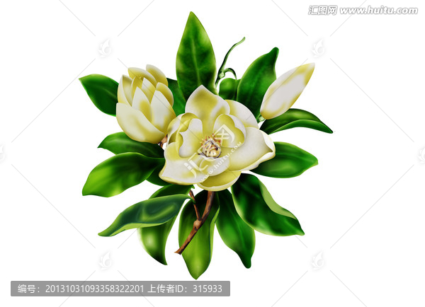 手繪茉莉花